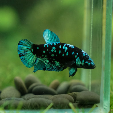 Black Galaxy Koi Plakat (Avatar) - Female- 13 Weeks Old