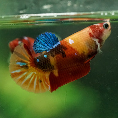 Multicolor/ Galaxy Koi Plakat- Female- 13 Weeks Old