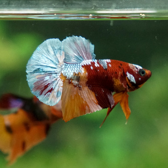 Multicolor/Galaxy Koi Plakat -13 weeks Old