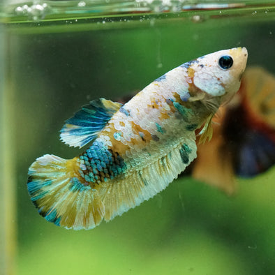 Multicolor/ Galaxy Koi Plakat- Female- 13 Weeks Old