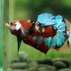 Multicolor/Galaxy Koi Plakat -16 weeks Old
