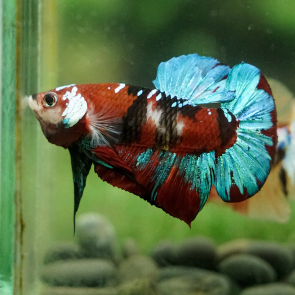 Multicolor/Galaxy Koi Plakat -16 weeks Old