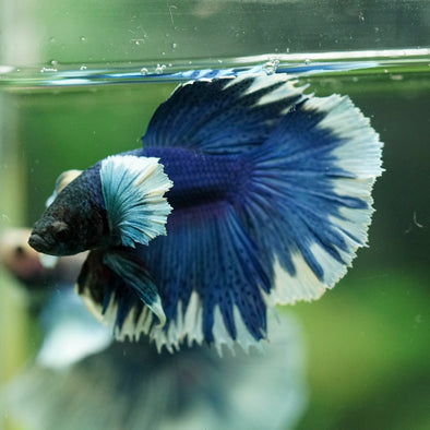 Dumbo Halfmoon - 11 weeks old