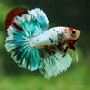 Galaxy/Candy Koi Halfmoon - 14 weeks old