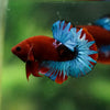 Red Fancy (Hell Boy) Plakat -13 weeks Old