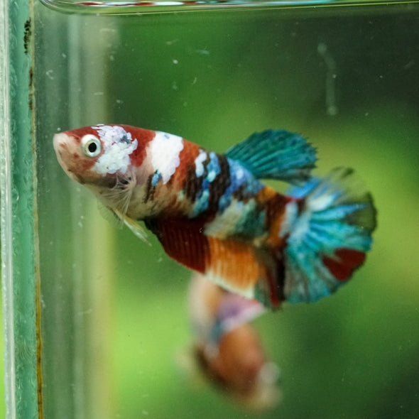 Multicolor/ Galaxy Koi Plakat- Female- 13 Weeks Old