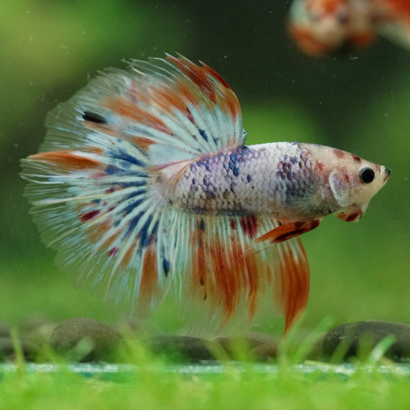 Galaxy/Candy Koi Halfmoon - 14 weeks old