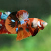 Multicolor/Galaxy Koi Plakat -13 weeks Old