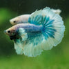 Dumbo Halfmoon - 12 weeks old