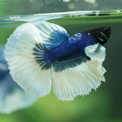 Dumbo Halfmoon - 11 weeks old