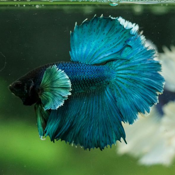 Dumbo Halfmoon - 10 weeks old