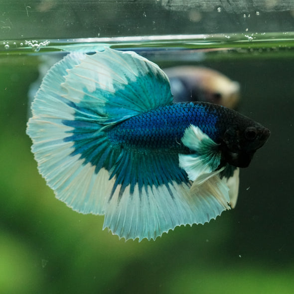 Dumbo Halfmoon - 11 weeks old