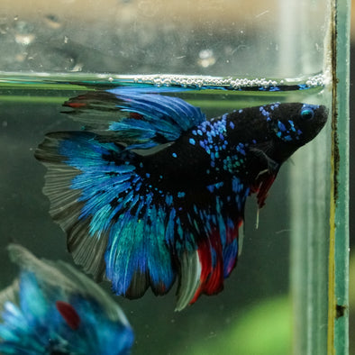 Black Base Galaxy Koi Halfmoon (Avatar) - 14 weeks old