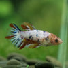 Multicolor/ Galaxy Koi Halfmoon - Female- 13 Weeks Old