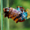 Multicolor/Galaxy Koi Plakat -16 weeks Old