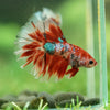 Galaxy/Candy Koi Halfmoon - 14 weeks old