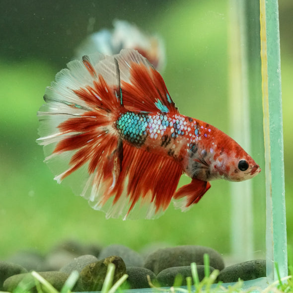Galaxy/Candy Koi Halfmoon - 14 weeks old