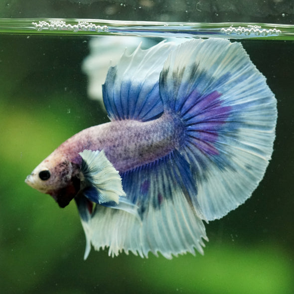 Dumbo Halfmoon - 12 weeks old