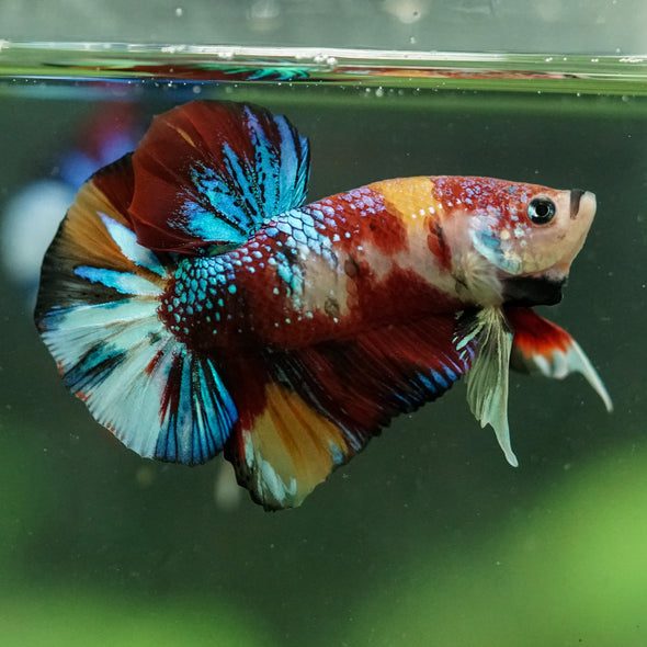 Multicolor/Galaxy Koi Plakat -16 weeks Old