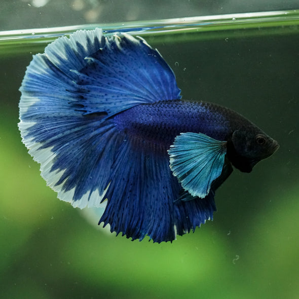 Dumbo Halfmoon - 14 weeks old