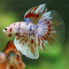 Galaxy/Candy Koi Halfmoon - 14 weeks old