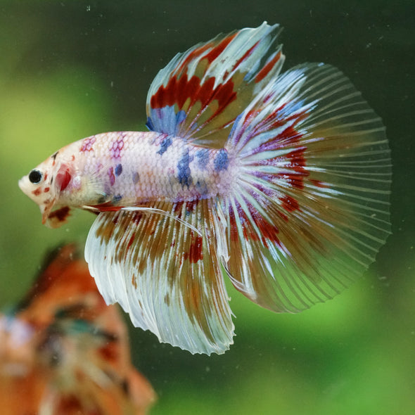 Galaxy/Candy Koi Halfmoon - 14 weeks old