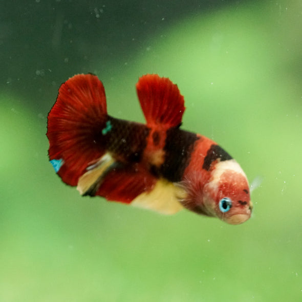 Multicolor/ Galaxy Koi Plakat- Female- 13 Weeks Old