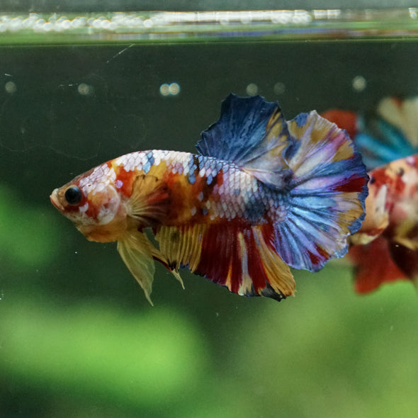 Multicolor/Galaxy Koi Plakat -13 weeks Old