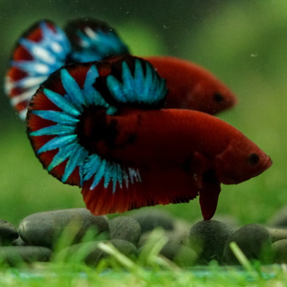 Red Fancy (Hell Boy) Plakat -13 weeks Old