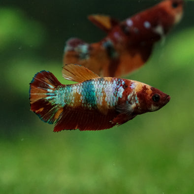 Multicolor/ Galaxy Koi Plakat- Female- 13 Weeks Old