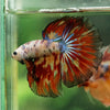 Galaxy/Candy Koi Halfmoon - 14 weeks old