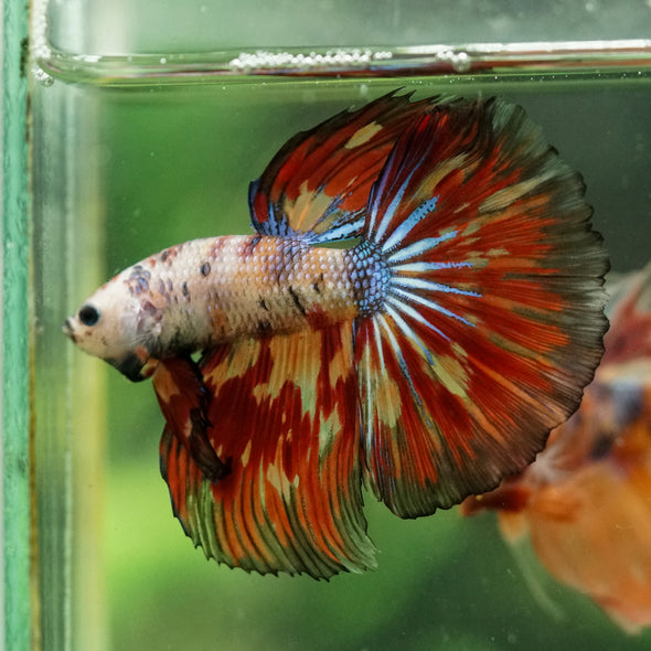Galaxy/Candy Koi Halfmoon - 14 weeks old