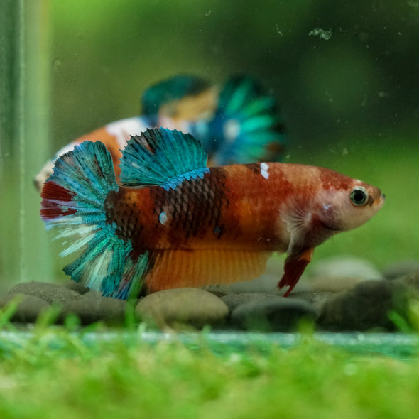 Multicolor/ Galaxy Koi Plakat- Female- 13 Weeks Old