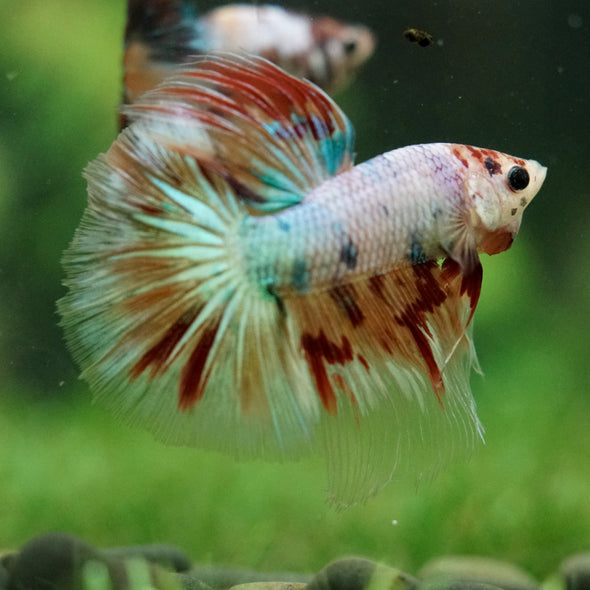 Galaxy/Candy Koi Halfmoon - 14 weeks old