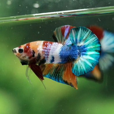 Multicolor/Galaxy Koi Plakat -10 weeks Old