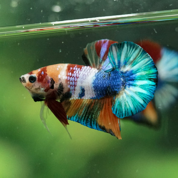 Multicolor/Galaxy Koi Plakat -10 weeks Old