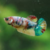 Multicolor/ Galaxy Koi Plakat- Female- 13 Weeks Old