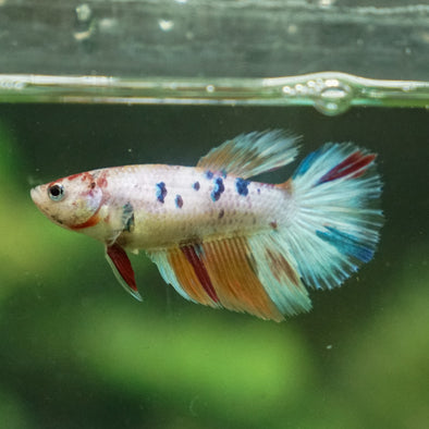 Multicolor/ Galaxy Koi Halfmoon - Female- 13 Weeks Old