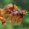 Galaxy/Candy Koi Halfmoon - 14 weeks old