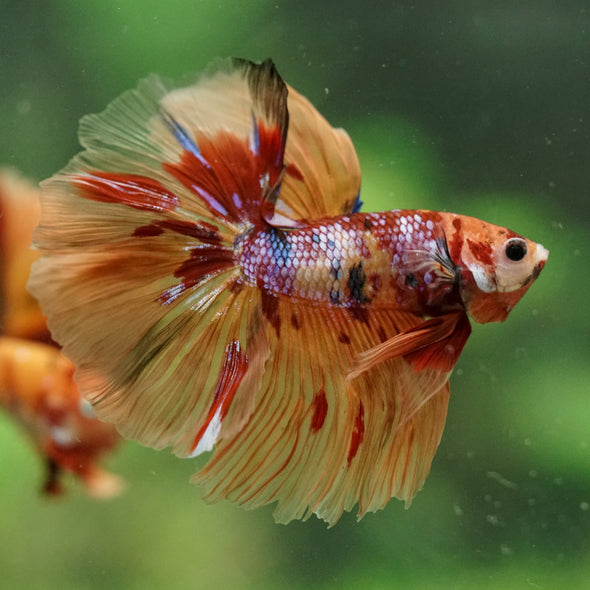 Galaxy/Candy Koi Halfmoon - 14 weeks old