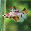 Multicolor/ Galaxy Koi Halfmoon - Female- 13 Weeks Old