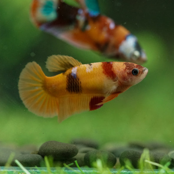 Multicolor/ Galaxy Koi Plakat- Female- 13 Weeks Old