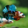 Multicolor/Galaxy Koi Plakat -16 weeks Old