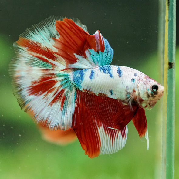 Galaxy/Candy Koi Halfmoon - 14 weeks old
