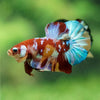 Multicolor/Galaxy Koi Plakat -15 weeks Old