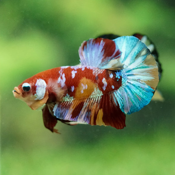 Multicolor/Galaxy Koi Plakat -15 weeks Old