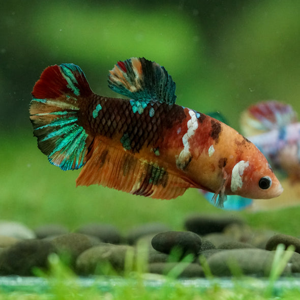 Multicolor/ Galaxy Koi Plakat- Female- 13 Weeks Old