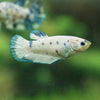 Blue/Green Dalmatian Plakat- Female