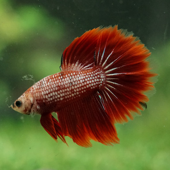 Galaxy/Candy Koi Halfmoon - 14 weeks old