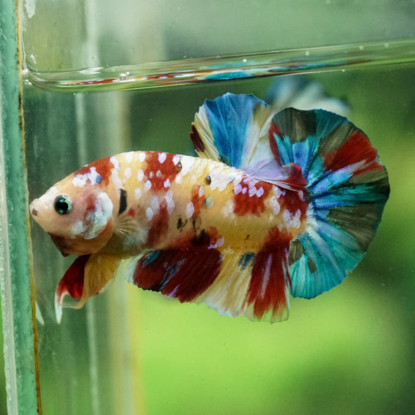 Multicolor/Galaxy Koi Plakat -15 weeks Old